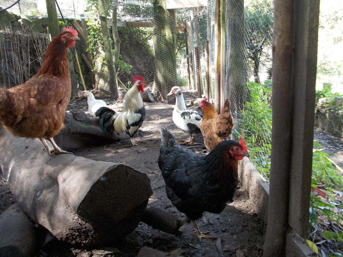 فندق Quinta Do Castanheiro سينترا المظهر الخارجي الصورة